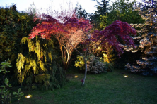 Dekorativní nasvícení stromů v zahradě
