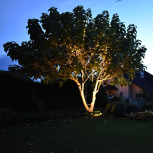Dekorativní osvětlení solitérní strom Katalpa 