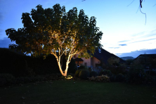 Dekorativní osvětlení stromu Katalpa 