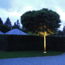 Osvětlení solitérního stromu v zahradě 