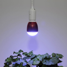 Pěstební LED žárovka pro přezimování rostlin 