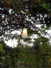 Zahradní altán lze osvětlit jednoduchým svítidlem TULI 1980 